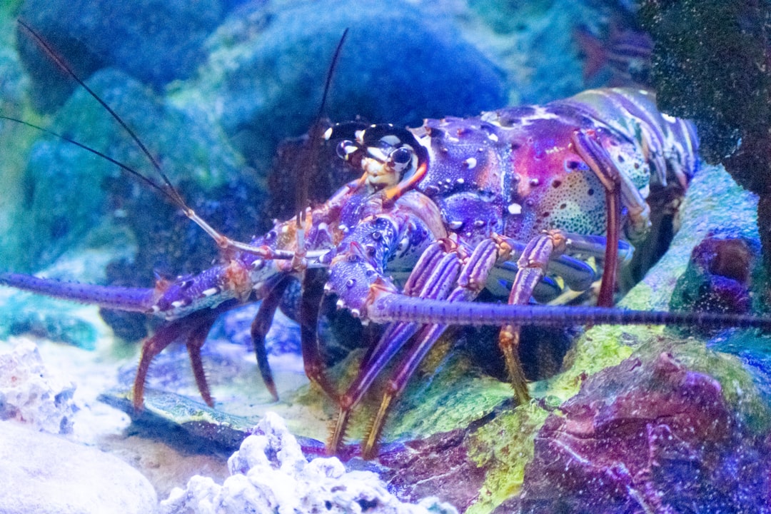 Photo Langosta: Lobster