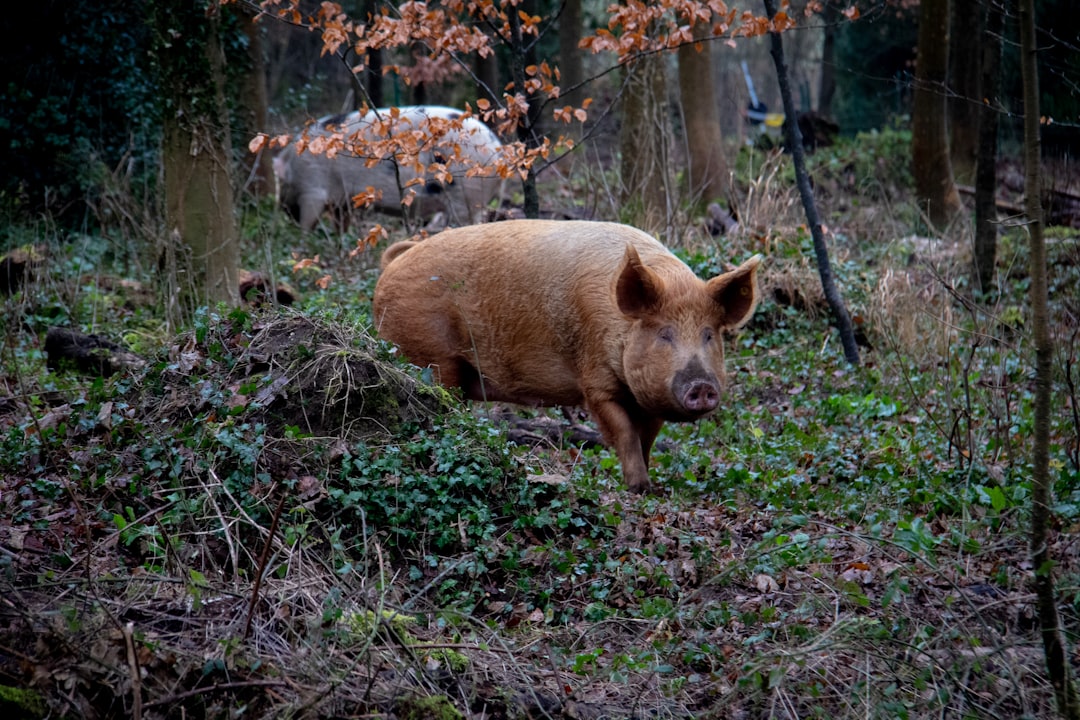 Photo Pig snout
